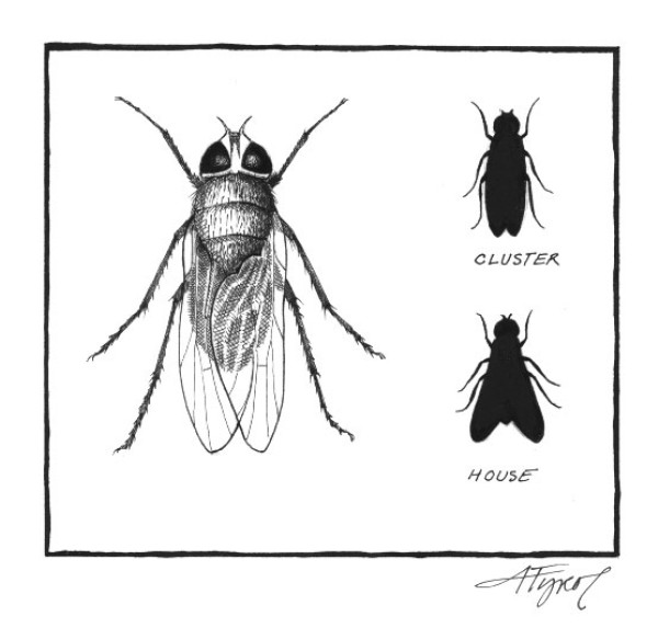 The Buzz on Cluster Flies