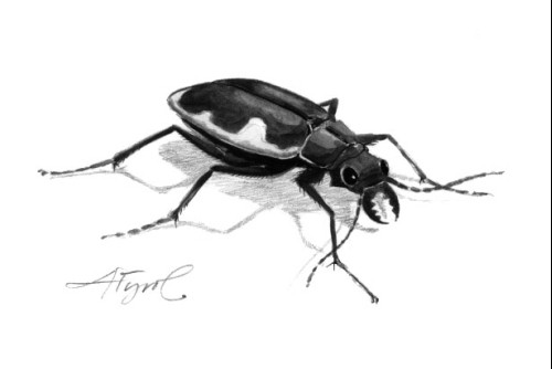 A Real Survivor: The Cobblestone Tiger Beetle thumbnail