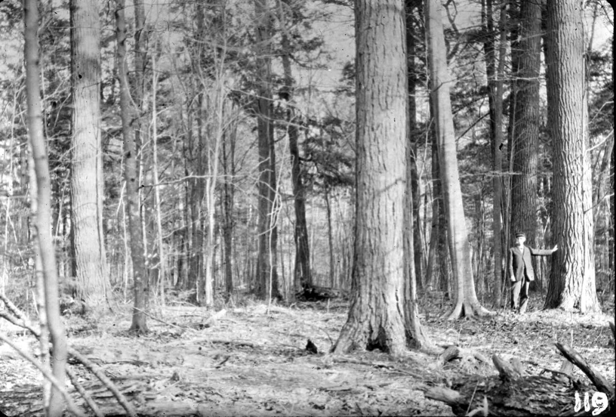 You Don’t Know What You’ve Got Till It’s Gone: Connecticut’s Last Ancient Forest