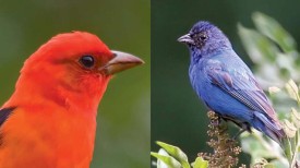 color2_final.jpg thumbnail