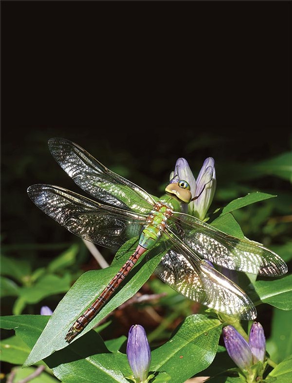 Common Green Darners Migrating