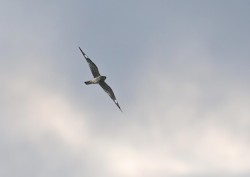 common_nighthawk_1w.jpg