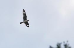 Nighthawks on the Move Photo: Tig Tillinghast