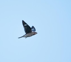 Nighthawks on the Move Photo: Tig Tillinghast