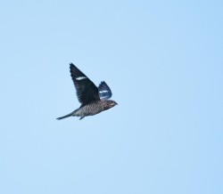 common_nighthawk_3w.jpg