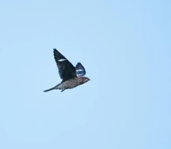 common_nighthawk_3w.jpg