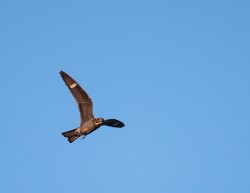 Nighthawks on the Move Photo: Tig Tillinghast