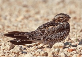 common_nighthawk_web.jpg thumbnail