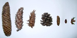 A Cone Lineup thumbnail