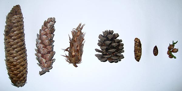 cones_id.jpg thumbnail