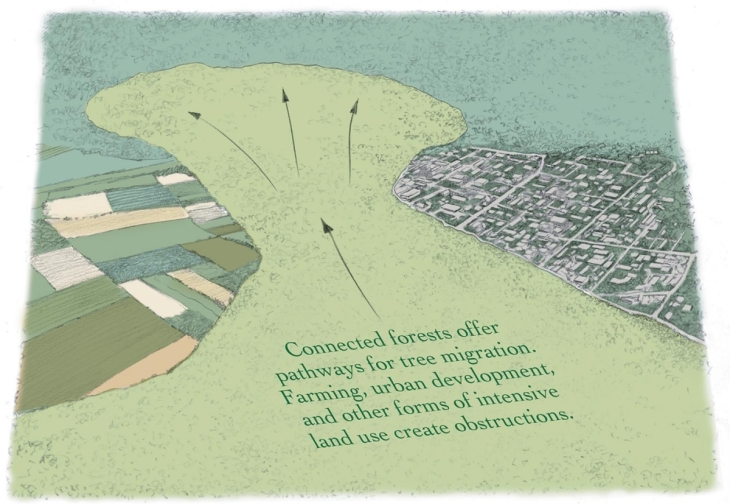 Future Climate-Adapted Tree Species