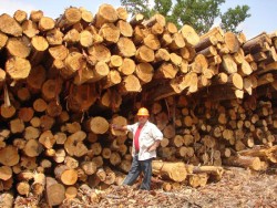 Protecting Nature, Harvesting Timber Photo: Tom Seymour