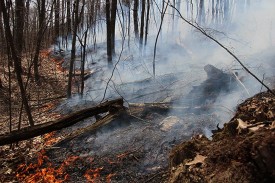 controlled_burn_lead.jpg thumbnail