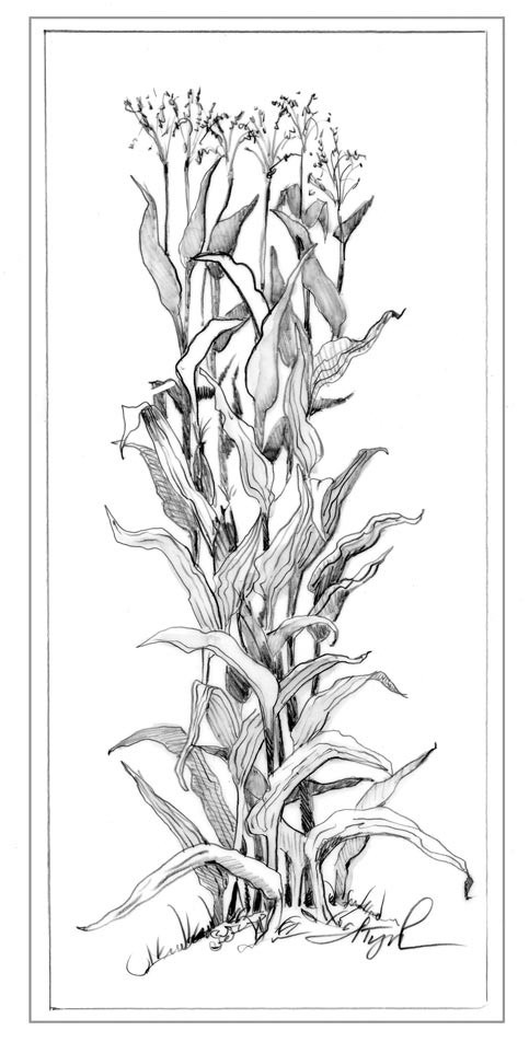 Corn.jpg