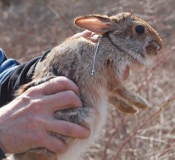 Saving a New England Native Photo: Brian Tefft