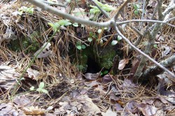 Saving a New England Native Photo: USFWS Collection