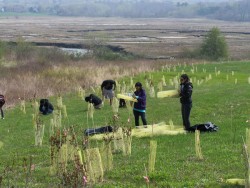 Saving a New England Native Photo: USFWS Collection