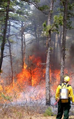 Saving a New England Native Photo: USFWS Collection