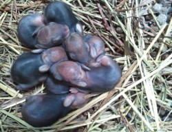 Saving a New England Native Photo: USFWS Collection