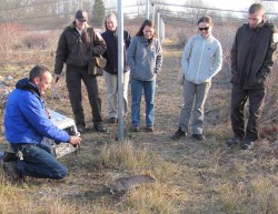 Saving a New England Native Photo: USFWS Collection