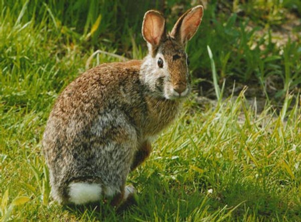 Saving a New England Native