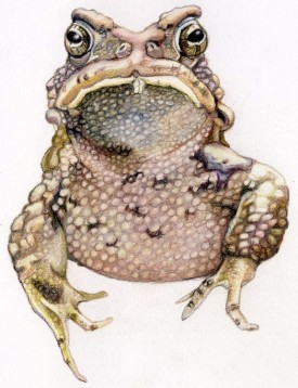 cover_frog.jpg thumbnail