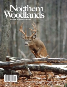 Cover Photo by Daniel J. Cox / NaturalExposures.com NW AUT19 Cover cover  by Northern Woodlands