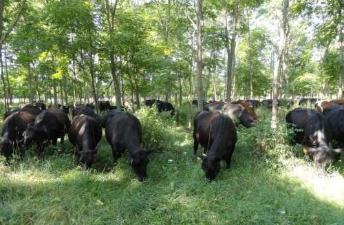 Cows grazing