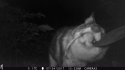 coyote_game_cam_2.jpg