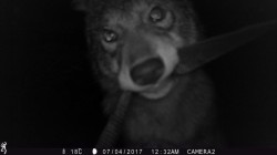 Camera-Strap-Wrestling Coyotes Photo: Alyssa Valentyn and Jade Jarvis