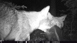 coyote_game_cam_4.jpg
