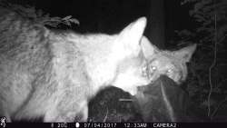 Camera-Strap-Wrestling Coyotes Photo: Alyssa Valentyn and Jade Jarvis