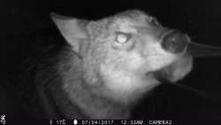 Camera-Strap-Wrestling Coyotes Photo: Alyssa Valentyn and Jade Jarvis