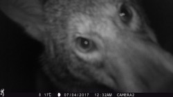 coyote_game_cam_6.jpg