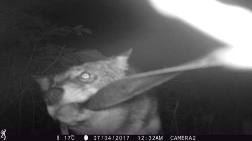 coyote_game_cam_7.jpg