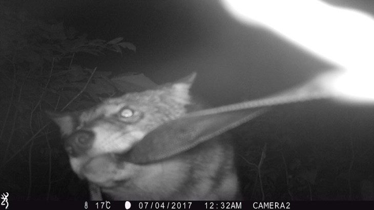 Camera-Strap-Wrestling Coyotes