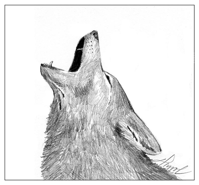 Coyotes: Listening to Tricksters