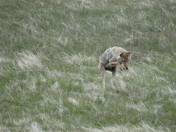 coyote_jump_web.jpg