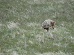 coyote_jump_web.jpg