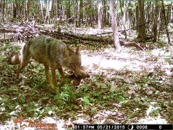 coyote_with_fawn_web.jpg