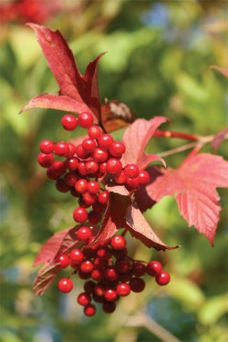 cranberries.jpg