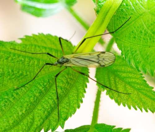 Crane fly