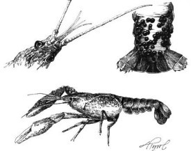 crayfish_web.jpg thumbnail