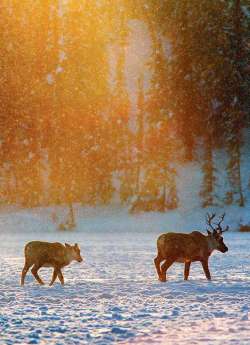 The Cree and the Crown Photo: Susan C. Morse