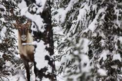 The Cree and the Crown Photo: Susan C. Morse