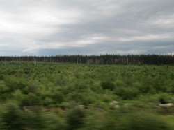 cree9.jpg