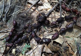 creepy_super_creepy.jpg thumbnail