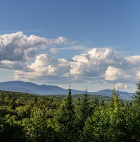 crop_the_goose.jpg thumbnail