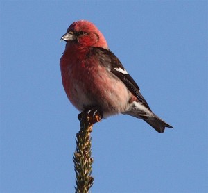 Birds in Focus: A Cross to Bear (on the Bill) thumbnail