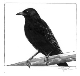 crow.jpg thumbnail